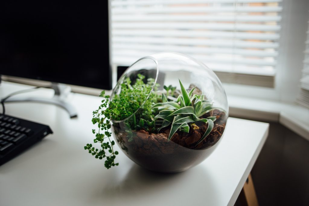 mini gardening boule en verre