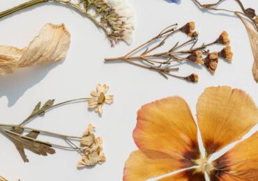 Comment faire sécher des fleurs : méthodes et conseils