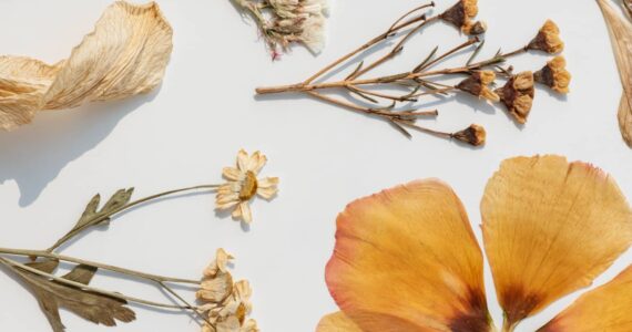 Comment faire sécher des fleurs : méthodes et conseils