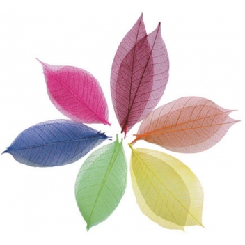 660722 - 3532436607227 - Graine créative - Feuille 8 cm Rouge 20 pièces