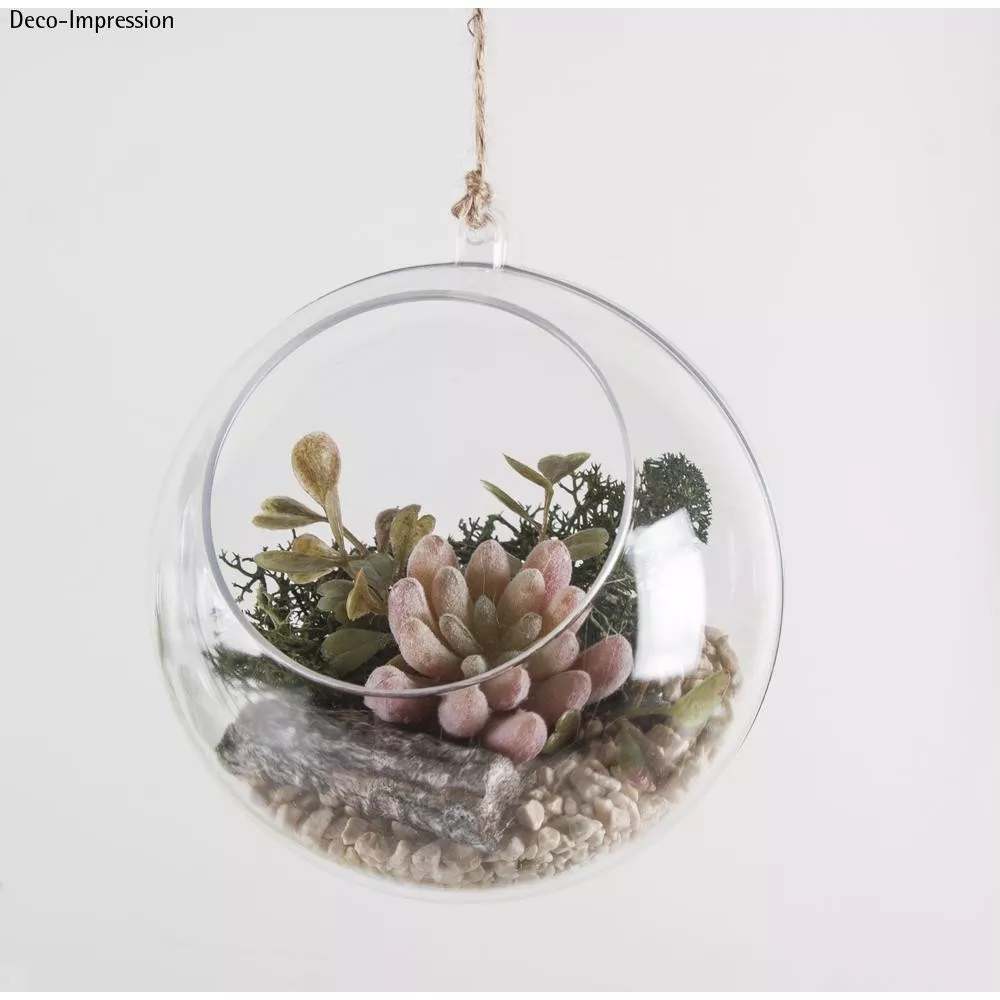 Mini Plante Grasse...