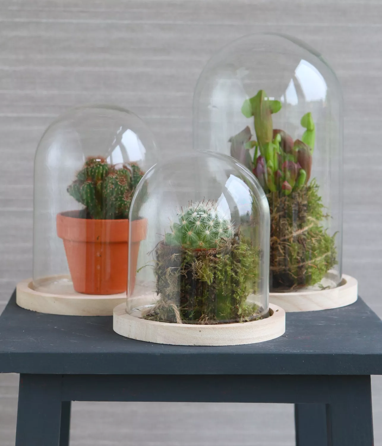 Cloche Verre avec Socle...