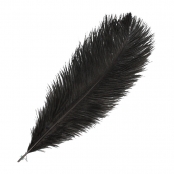 Plume d'autruche 30-35cm Noir