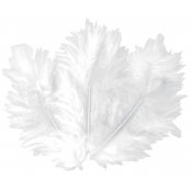 Plumes blanches 5-10 cm 50 pièces