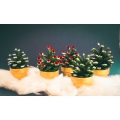 Mini pompon pailleté glitter Rouge vert blanc 0,8 cm 200 pièces