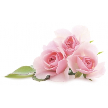 151044 - 3471051510447 - Graine créative - Parfum pour savon 27 ml Rose - France - 2