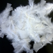 Plumes Blanches 250g