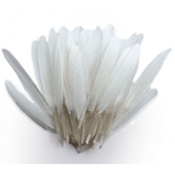 460190 - 3532434601906 - Graine créative - Plumes d'indien pour activités enfant Blanches 15cm - 2