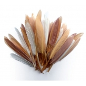 Plumes d'indien pour activités enfant Camaieu beige 15cm