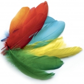 Plumes d'oie colorées assorties 15g