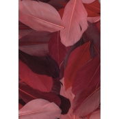 Plumes coupées camaieu rouge 10g 6cm