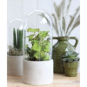 Cloche en Verre avec Socle Beton 12 cm