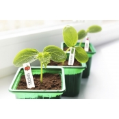 Kit Plastique Dingue Etiquettes Pour Mon Potager