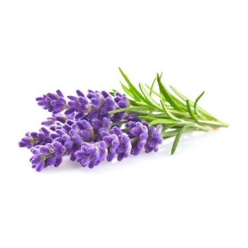 151015 - 3471051510157 - Graine créative - Parfum à bougie 27 ml Lavande - France