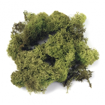 8500311 - 4006166100321 - Rayher - Mousse d'Islande Vert clair 1 kg