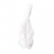 Plume de coq Crème 10/15 cm 3 g