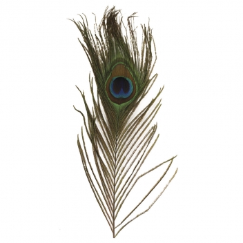 8510300 - 4006166102653 - Rayher - Plume de paon 25 cm 3 pièces
